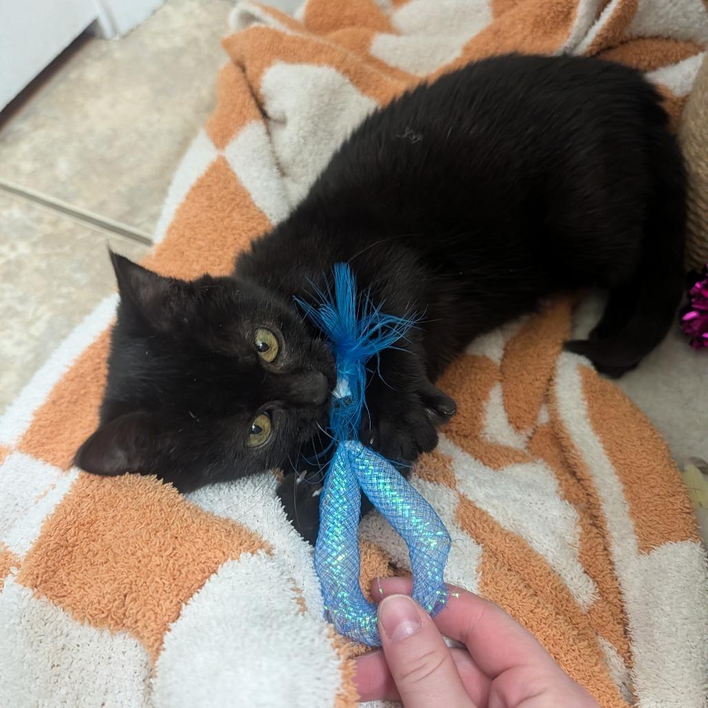 Jojo Rabbit, a Adoptable Domestic Short Hair in Columbia, MO image 6/6