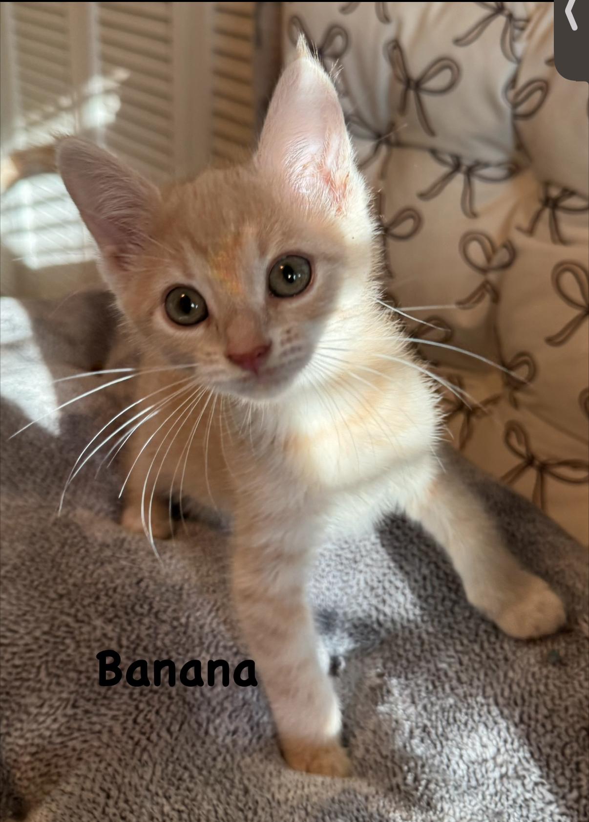 Banana, adopted, Kitten Male Domestic Short Hair.