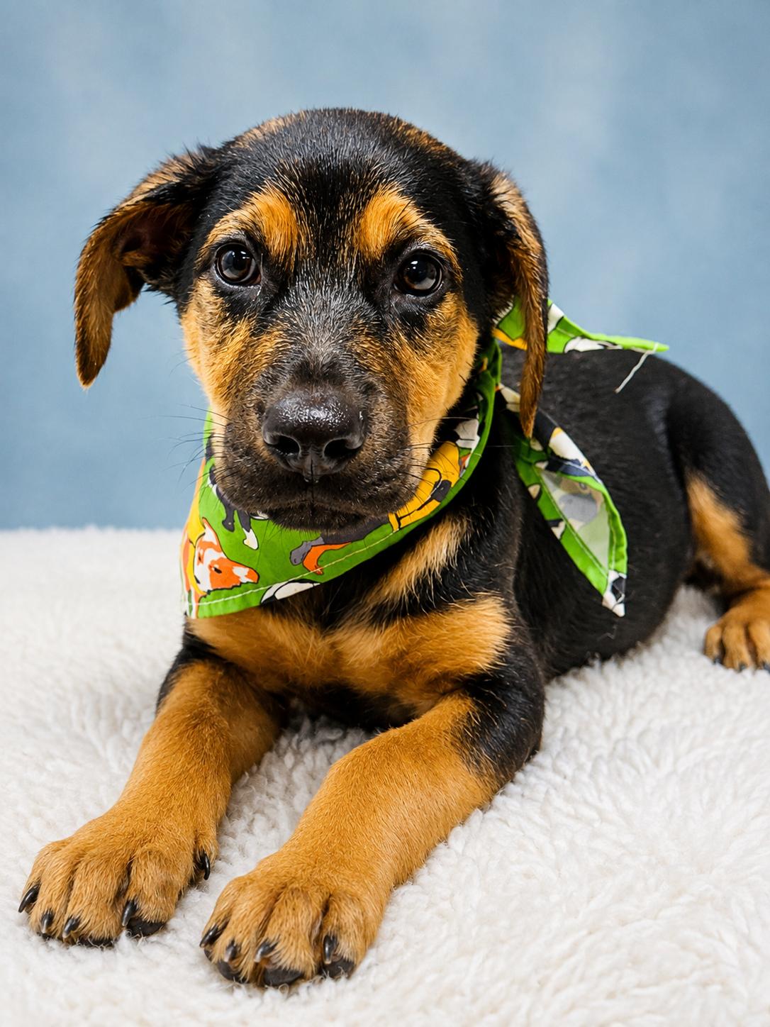 Enlarge Finley, a ADOPTABLE mixed breed in Jacksonville, FL image 1/3