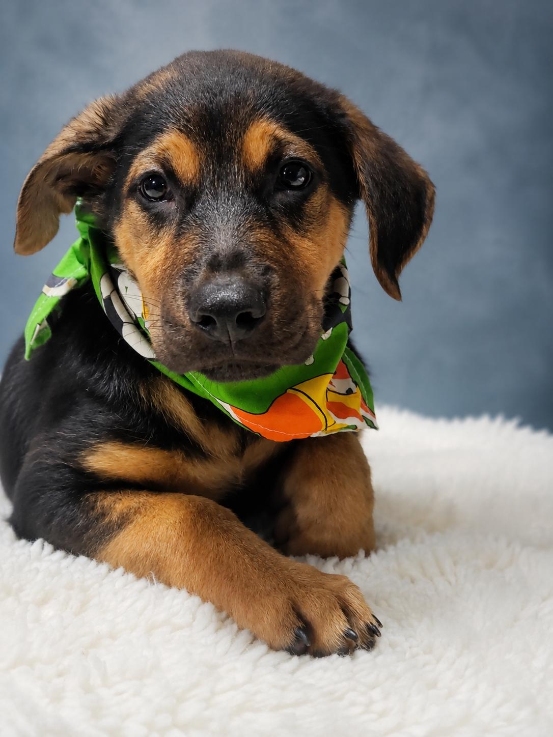 Enlarge Finley, a ADOPTABLE mixed breed in Jacksonville, FL image 2/3