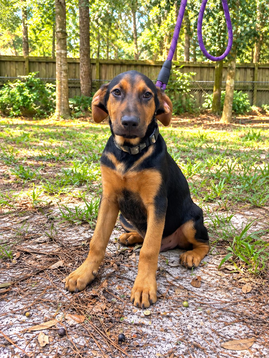 Enlarge Finley, a Adopted mixed breed in Jacksonville, FL image 3/6