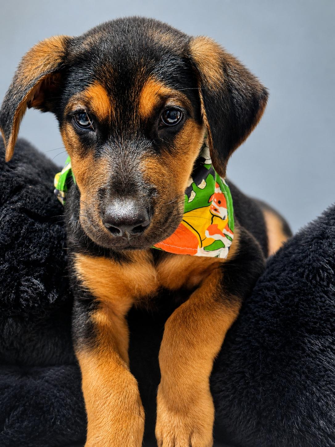 Enlarge Finley, a ADOPTABLE mixed breed in Jacksonville, FL image 3/3