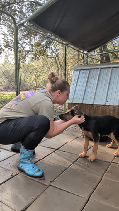 Enlarge Finley, a Adopted mixed breed in Jacksonville, FL video 2/6