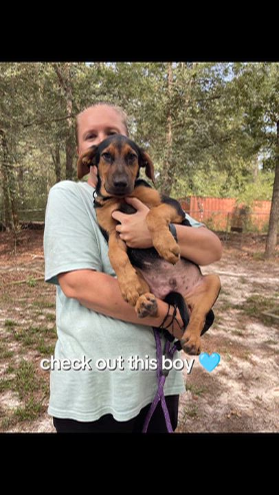 Enlarge Finley, a Adopted mixed breed in Jacksonville, FL video 4/6