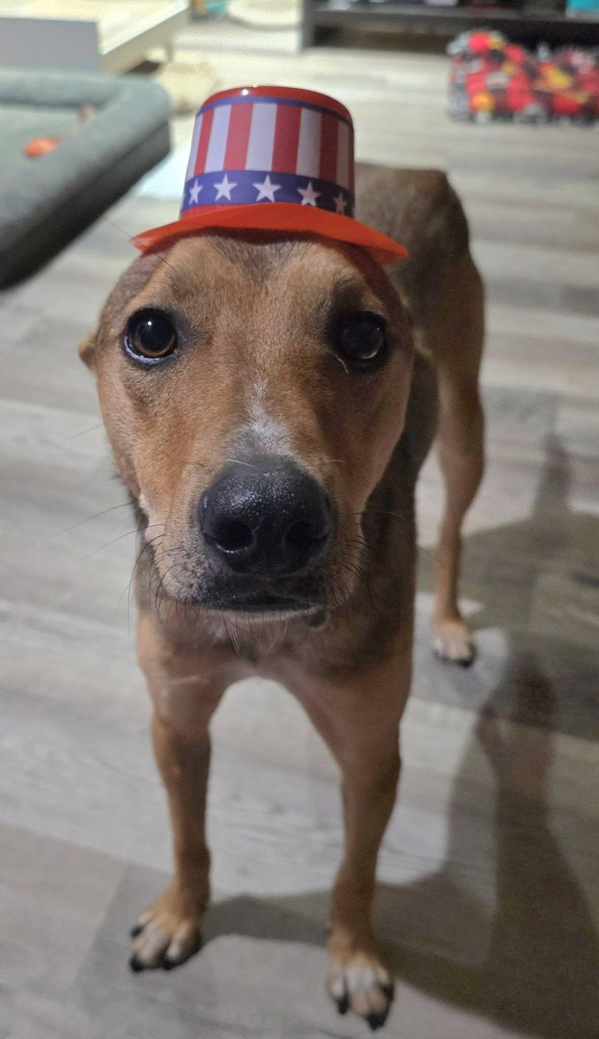 Eneo, an adopted mixed breed in Kansas City, MO image 6/6