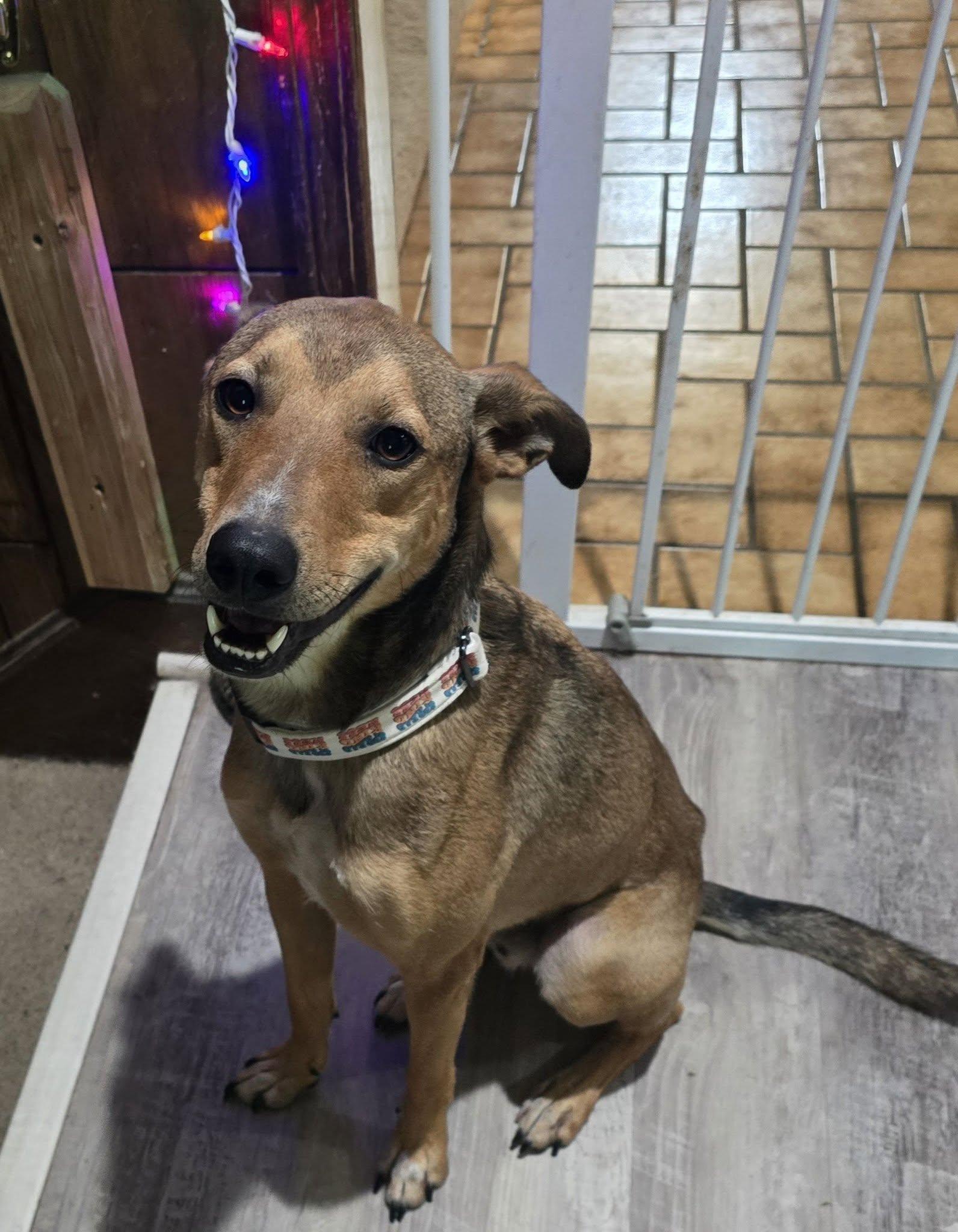Eneo, adopted, Young Male Italian Greyhound.