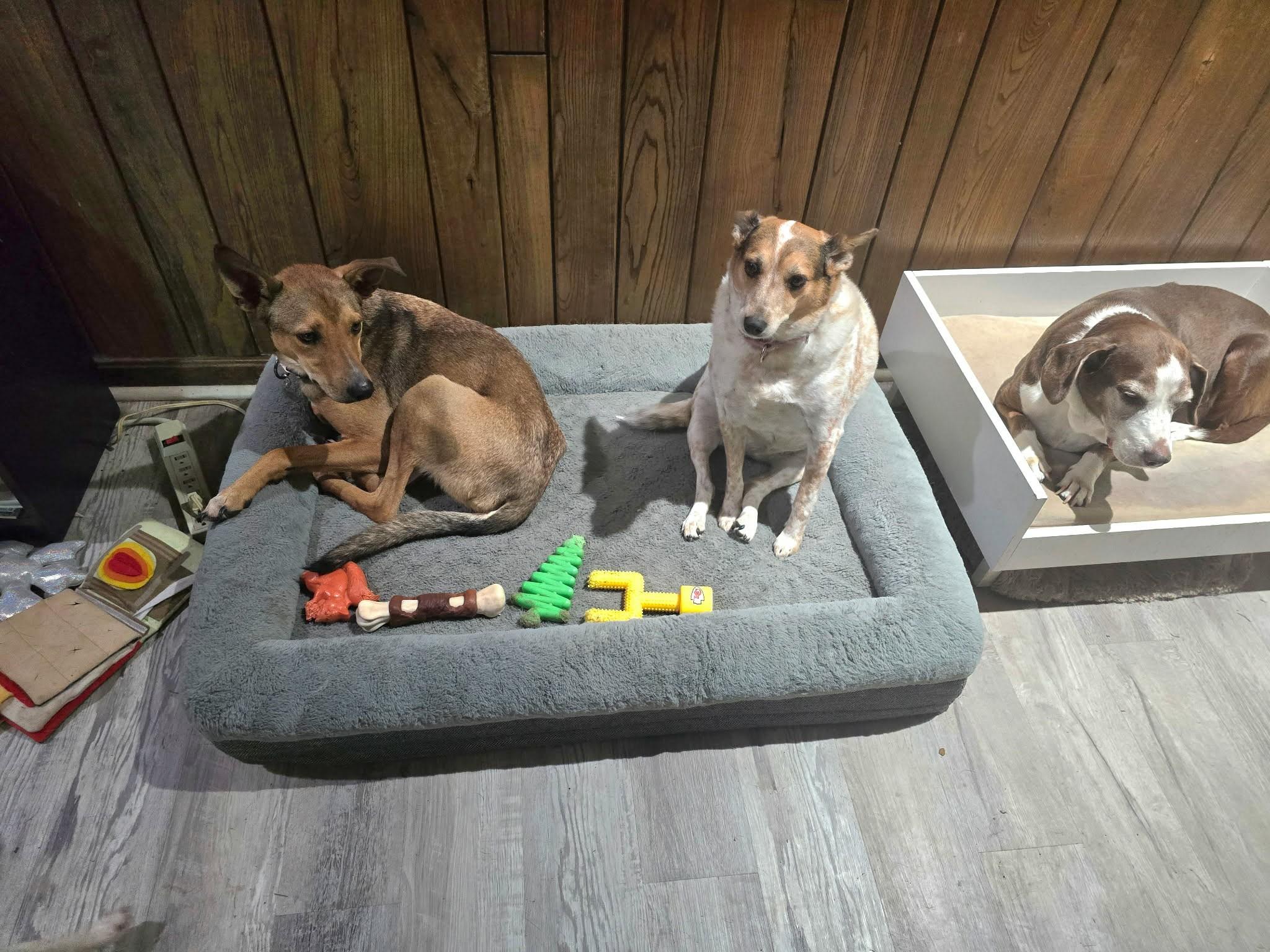 Eneo, an adopted mixed breed in Kansas City, MO image 3/6