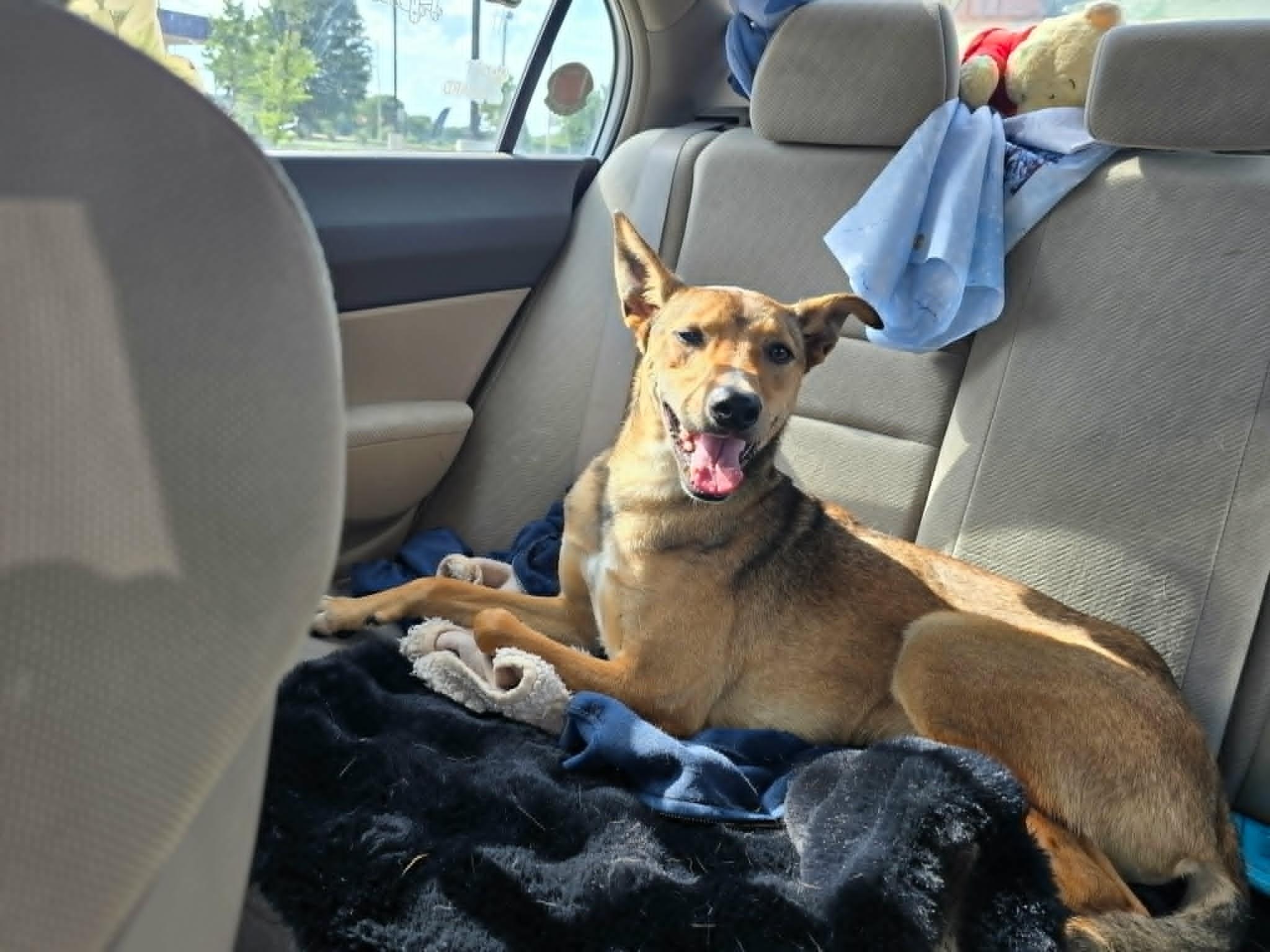 Eneo, an adopted mixed breed in Kansas City, MO image 2/6