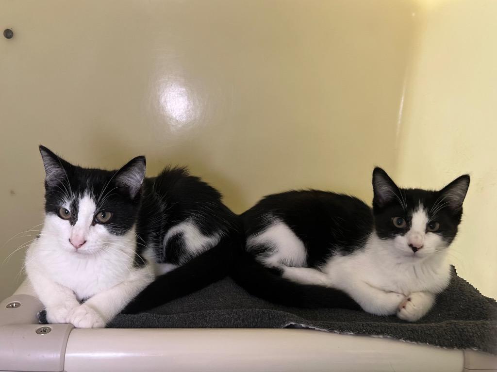 Rye, Adoptable, Young Male Domestic Short Hair.