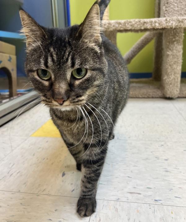 Kala, Adoptable, Senior Female Domestic Short Hair.