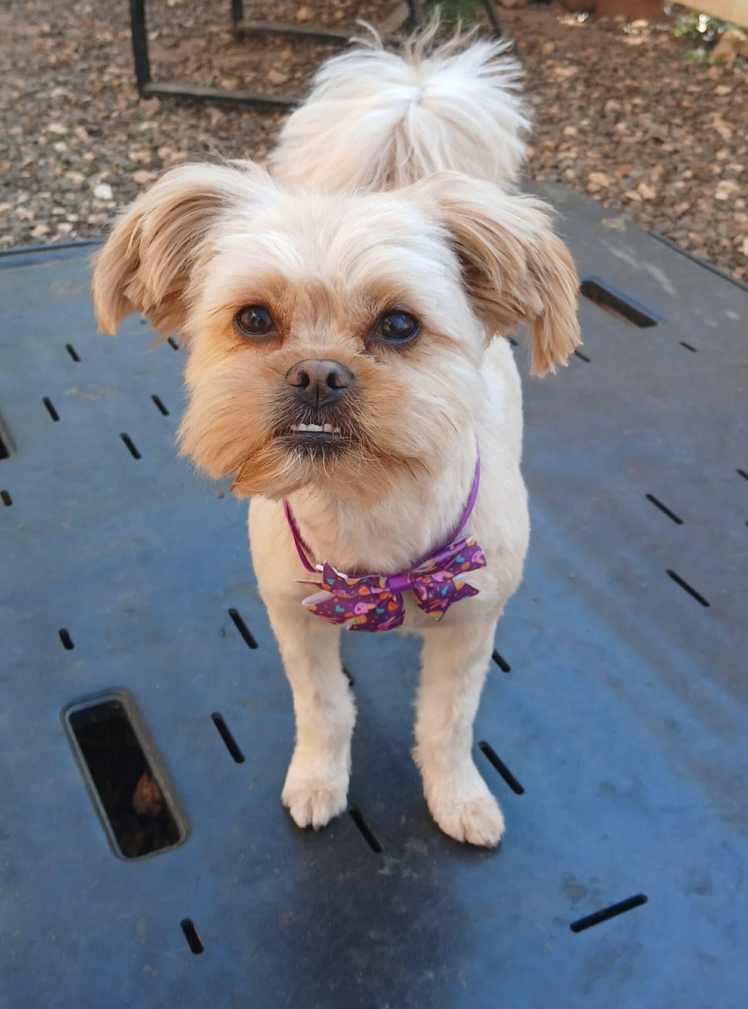 Enlarge Ariel, a Adoptable Yorkshire Terrier in Hillsborough , NC image 1/3