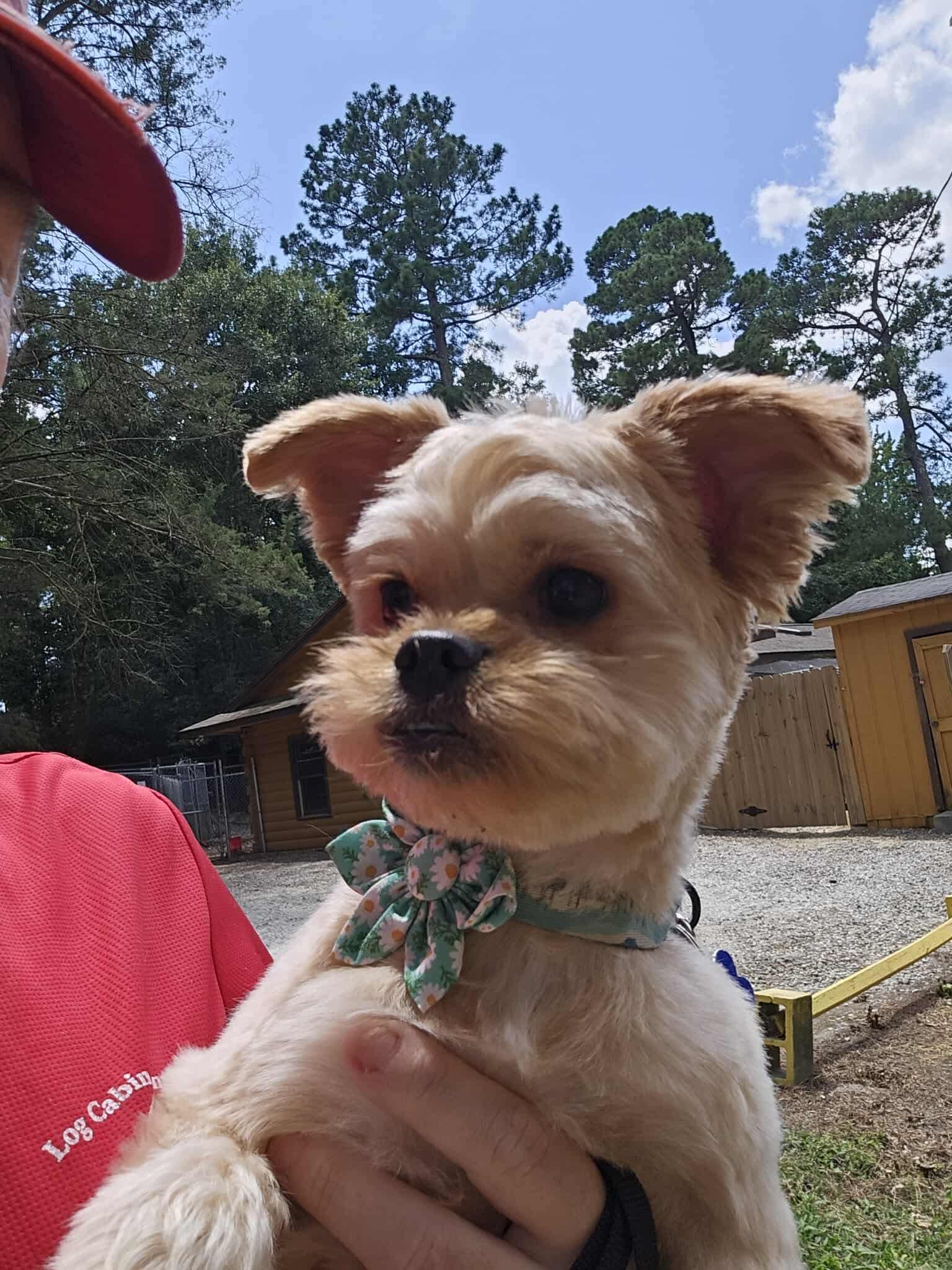 Enlarge Ariel, a Adoptable Yorkshire Terrier in Hillsborough , NC image 2/3