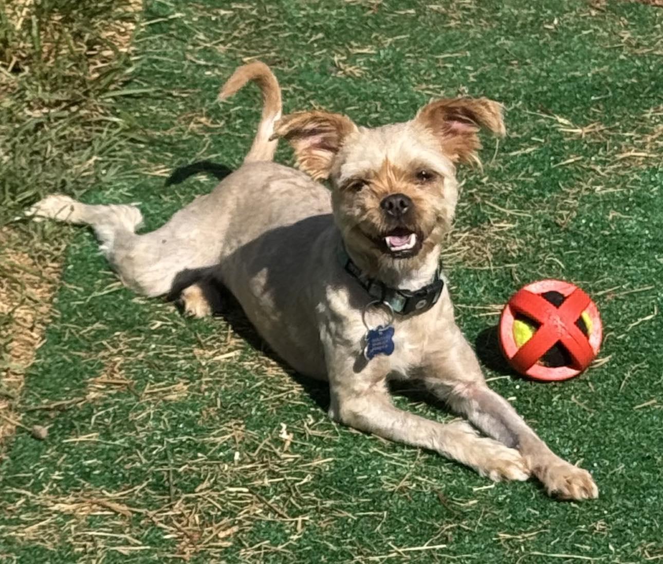Enlarge Ariel, a Adoptable Yorkshire Terrier in Hillsborough , NC image 1/3