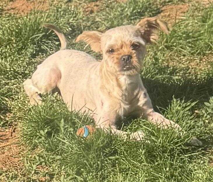 Enlarge Ariel, a Adoptable Yorkshire Terrier in Hillsborough , NC image 2/3