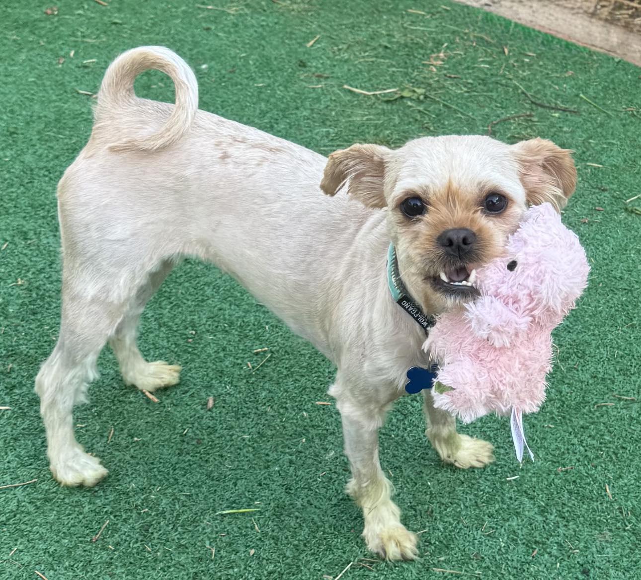 Enlarge Ariel, a Adoptable Yorkshire Terrier in Hillsborough , NC image 3/3