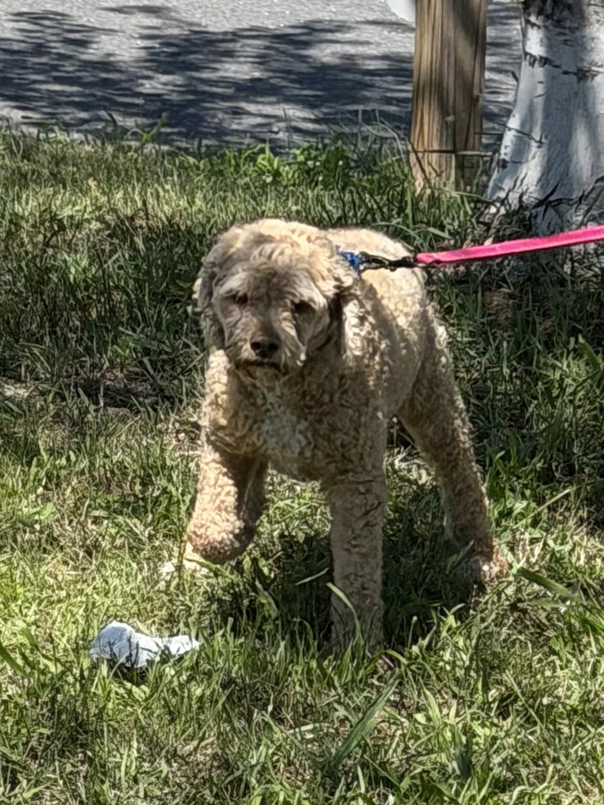 Lucky, Adopted, Adult Male Poodle & Cocker Spaniel.