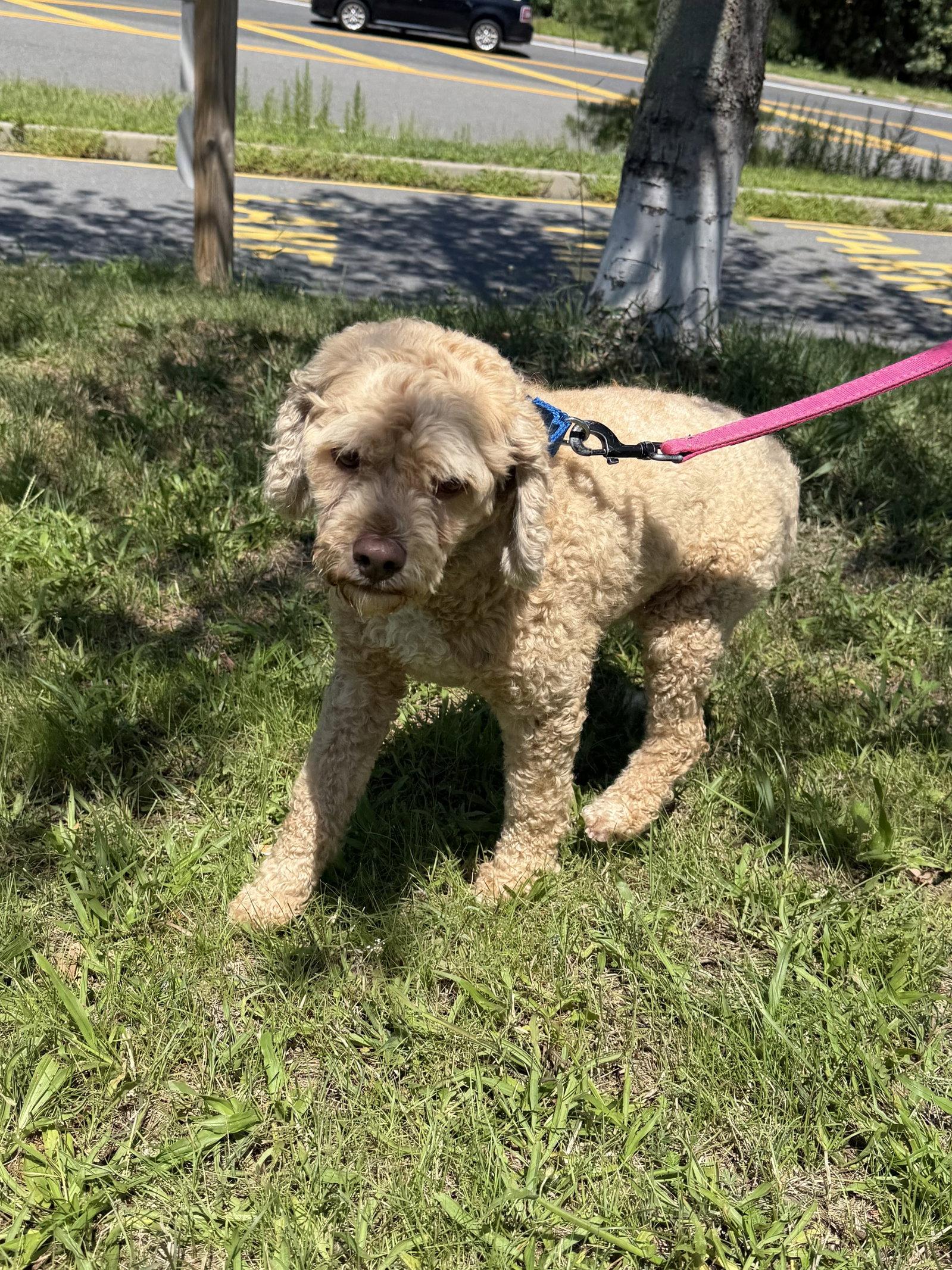 Lucky, a Adopted mixed breed in Brick, NJ image 2/2