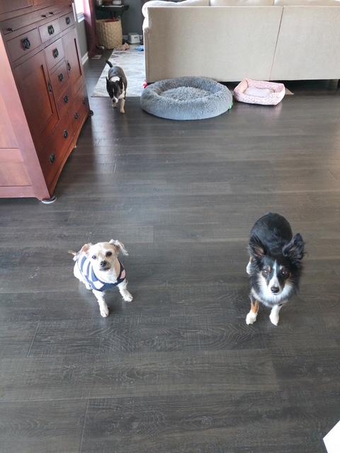 Enlarge Lulu, a ADOPTABLE Maltese in Lowell, IN image 1/6