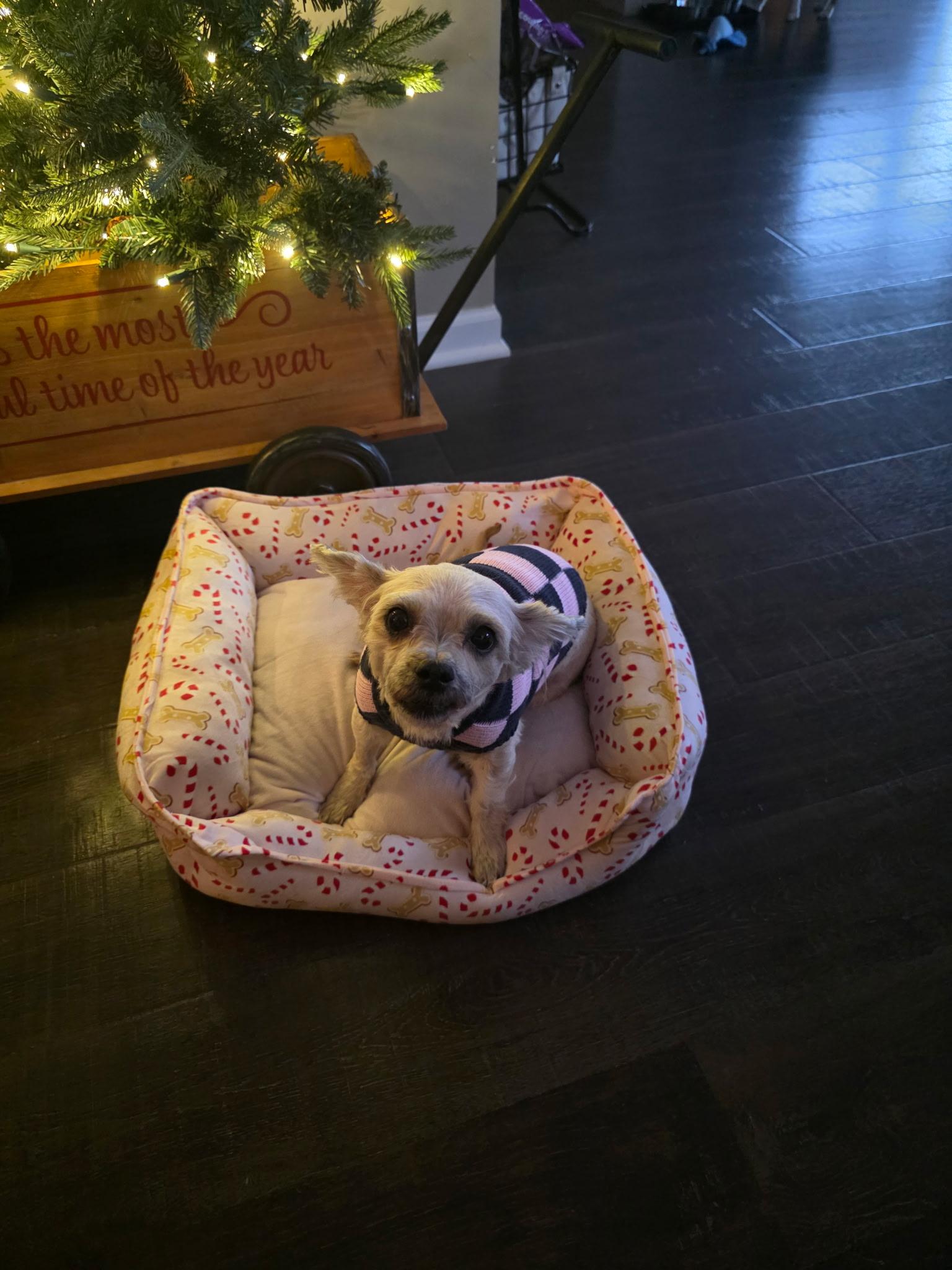 Enlarge Lulu, a ADOPTABLE Maltese in Lowell, IN image 2/6