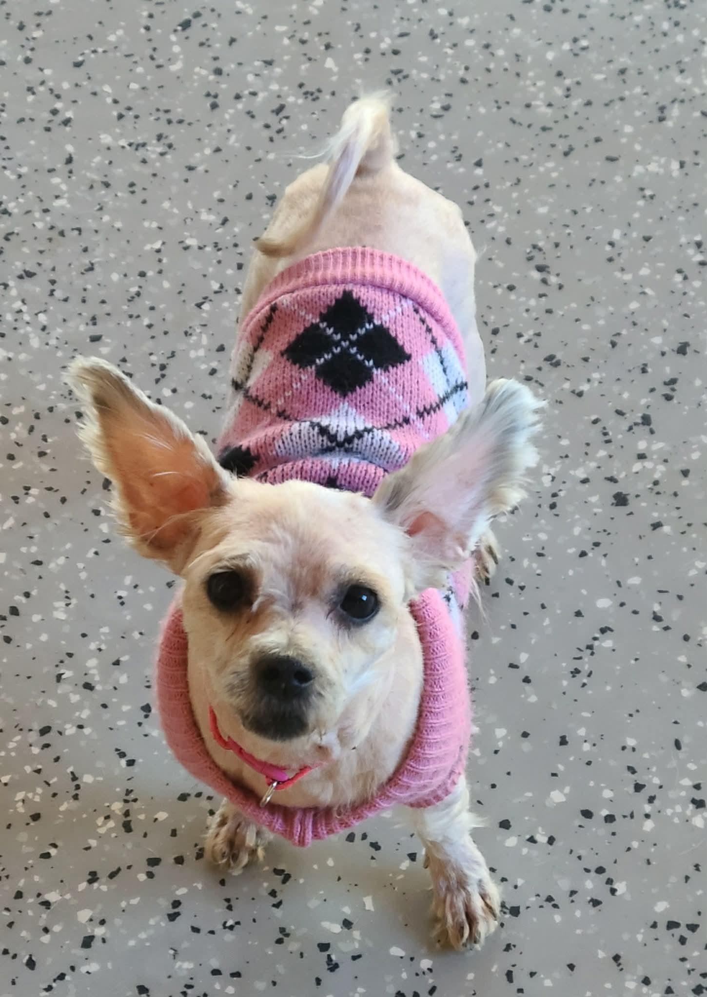 Enlarge Lulu, a ADOPTABLE Maltese in Lowell, IN image 3/6