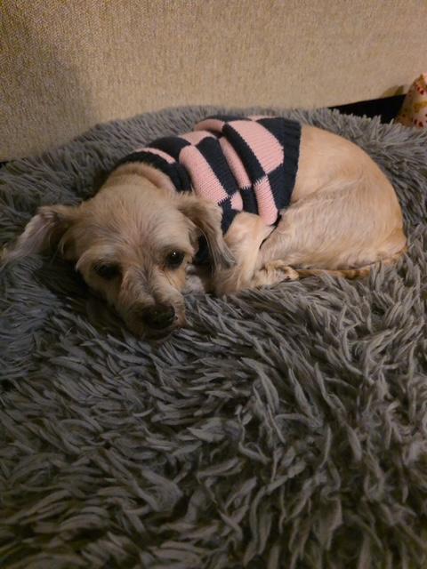 Enlarge Lulu, a ADOPTABLE Maltese in Lowell, IN image 5/6