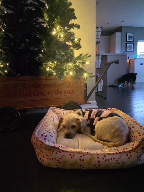 Enlarge Lulu, a ADOPTABLE Maltese in Lowell, IN image 6/6