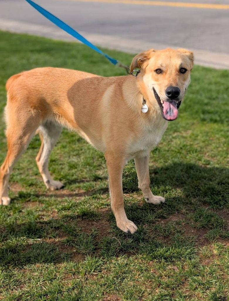 Enlarge Zodiac, a Adoptable mixed breed in North Syracuse, NY image 1/5