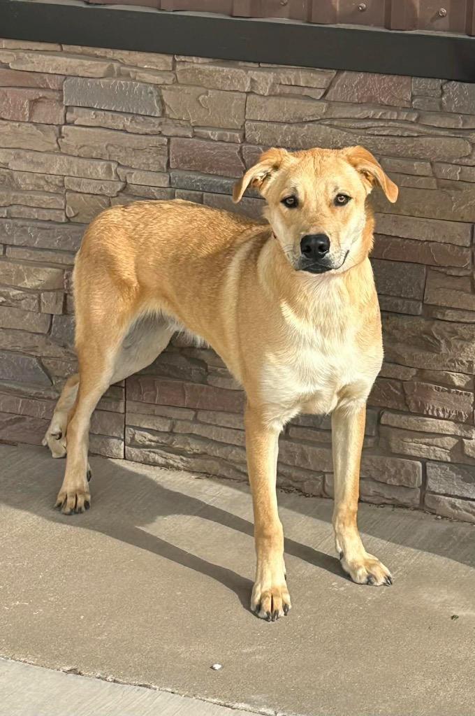 Enlarge Zodiac, a Adoptable mixed breed in North Syracuse, NY image 2/5