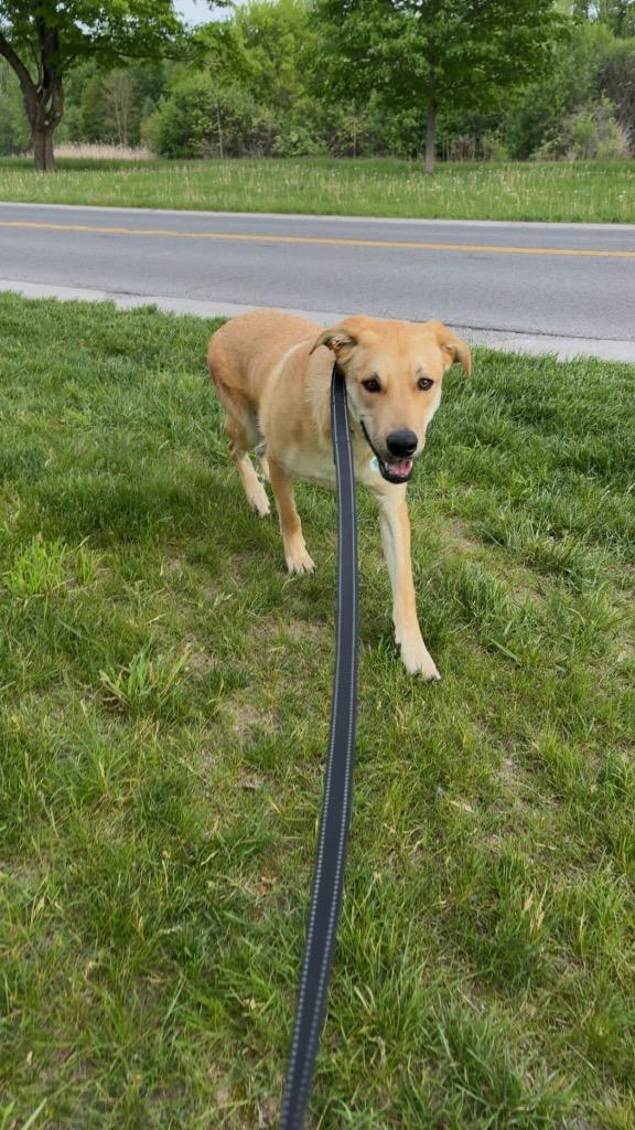 Enlarge Zodiac, a Adoptable mixed breed in North Syracuse, NY image 3/5