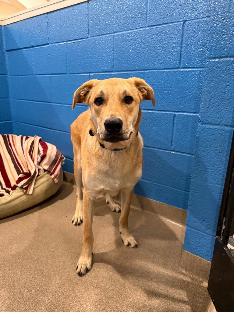 Enlarge Zodiac, a Adoptable mixed breed in North Syracuse, NY image 4/5