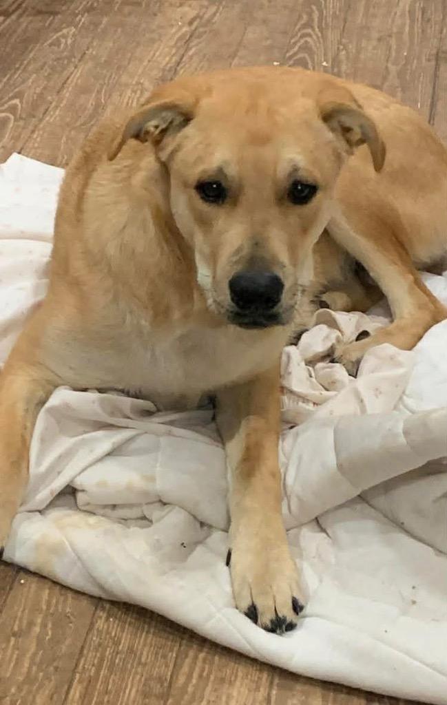 Enlarge Zodiac, a Adoptable mixed breed in North Syracuse, NY image 5/5