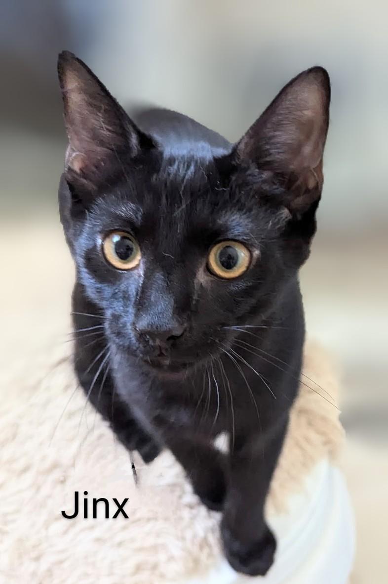 Enlarge Jinx, an adopted Domestic Short Hair in Fort Myers Beach, FL image 1/4