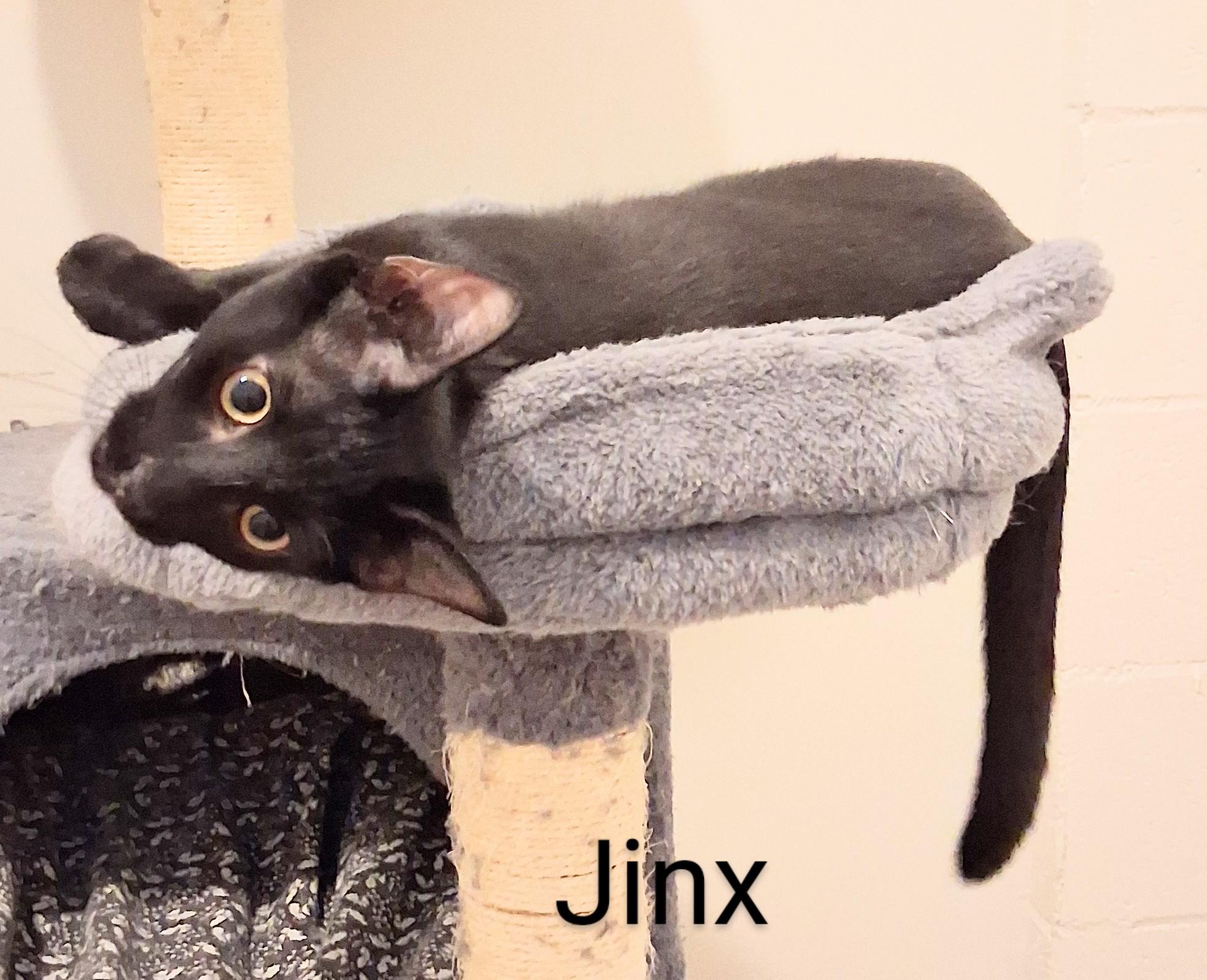 Enlarge Jinx, an adopted Domestic Short Hair in Fort Myers Beach, FL image 2/4