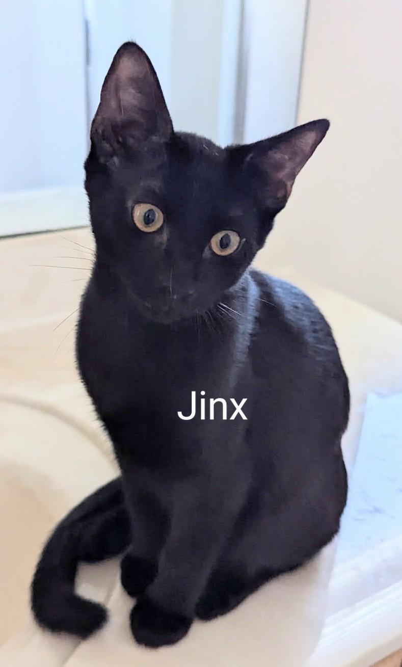 Enlarge Jinx, an adopted Domestic Short Hair in Fort Myers Beach, FL image 3/4