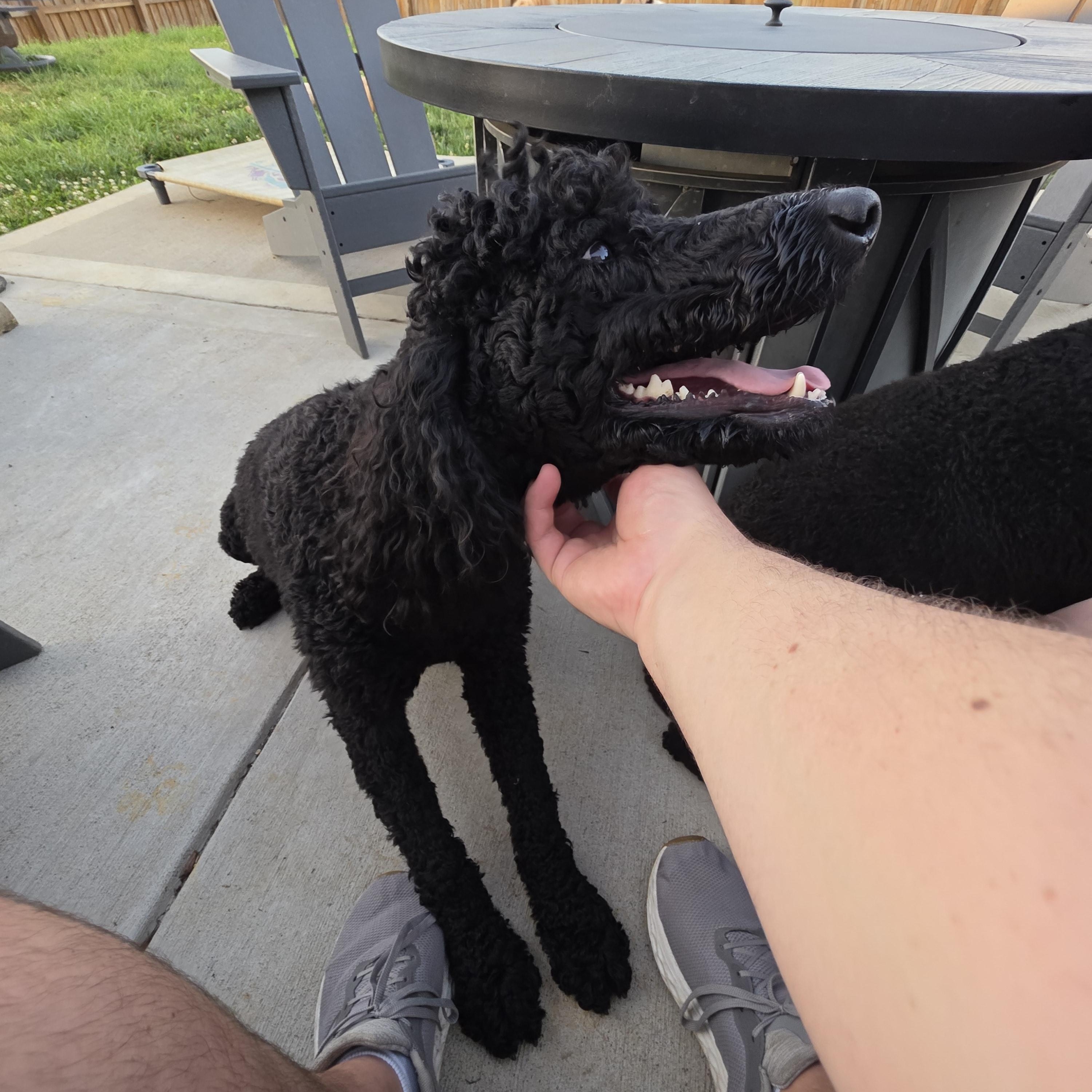 Enlarge Margaux, a Adoptable Standard Poodle in Greeneville, TN image 6/6