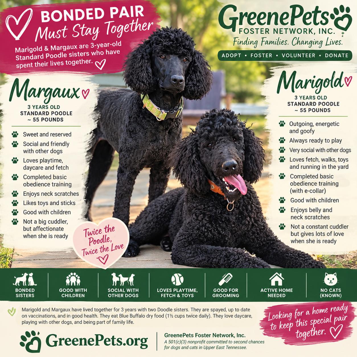 Margaux, Adoptable, Adult Female Standard Poodle.