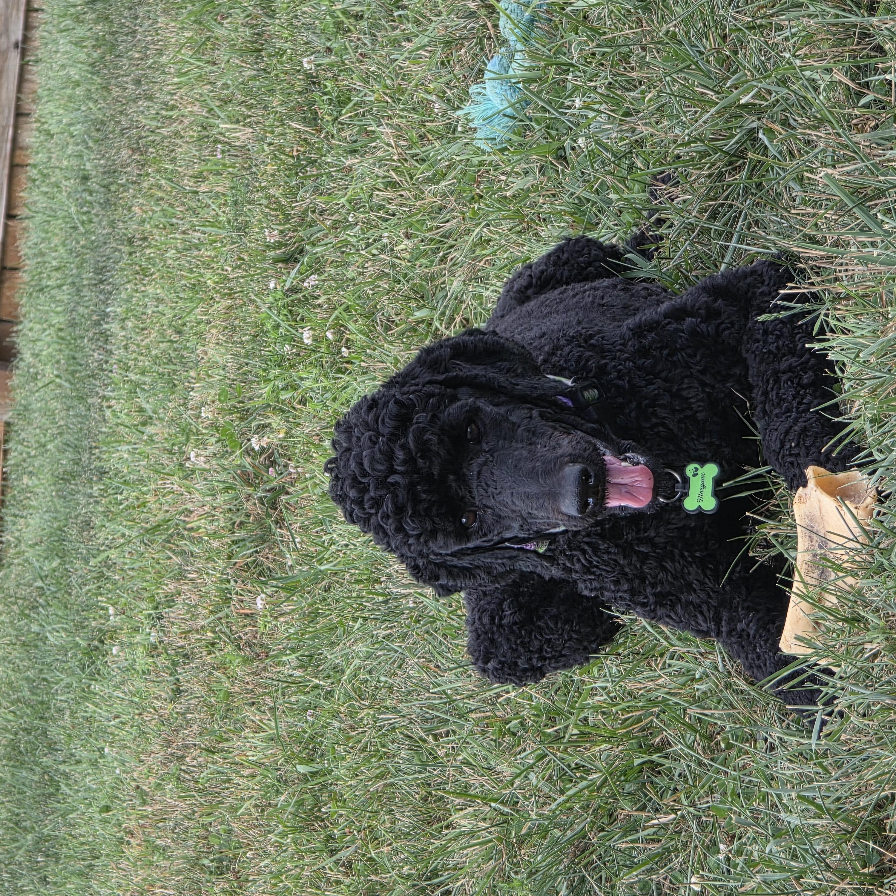 Enlarge Margaux, a Adoptable Standard Poodle in Greeneville, TN image 4/6