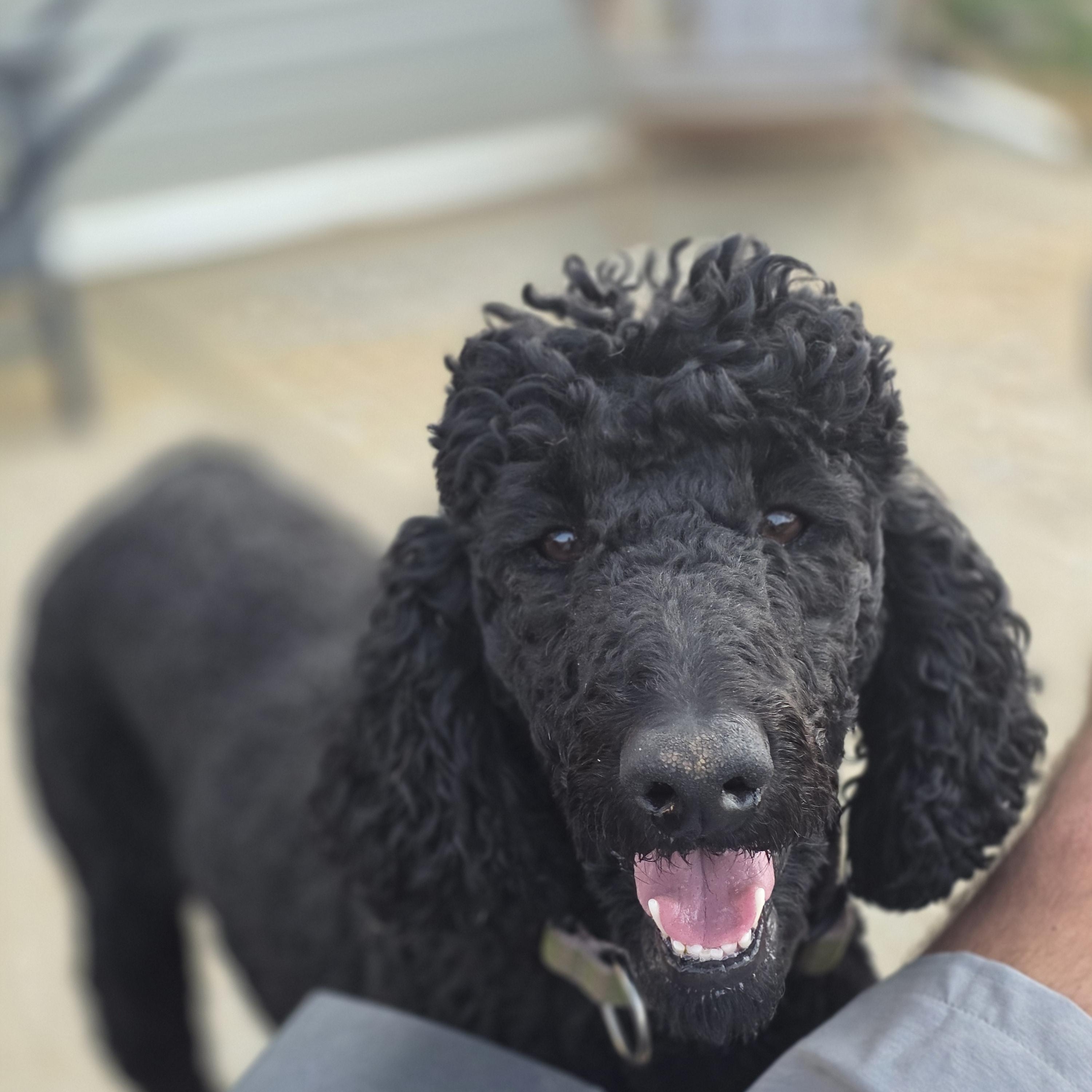 Enlarge Margaux, a Adoptable Standard Poodle in Greeneville, TN image 3/6