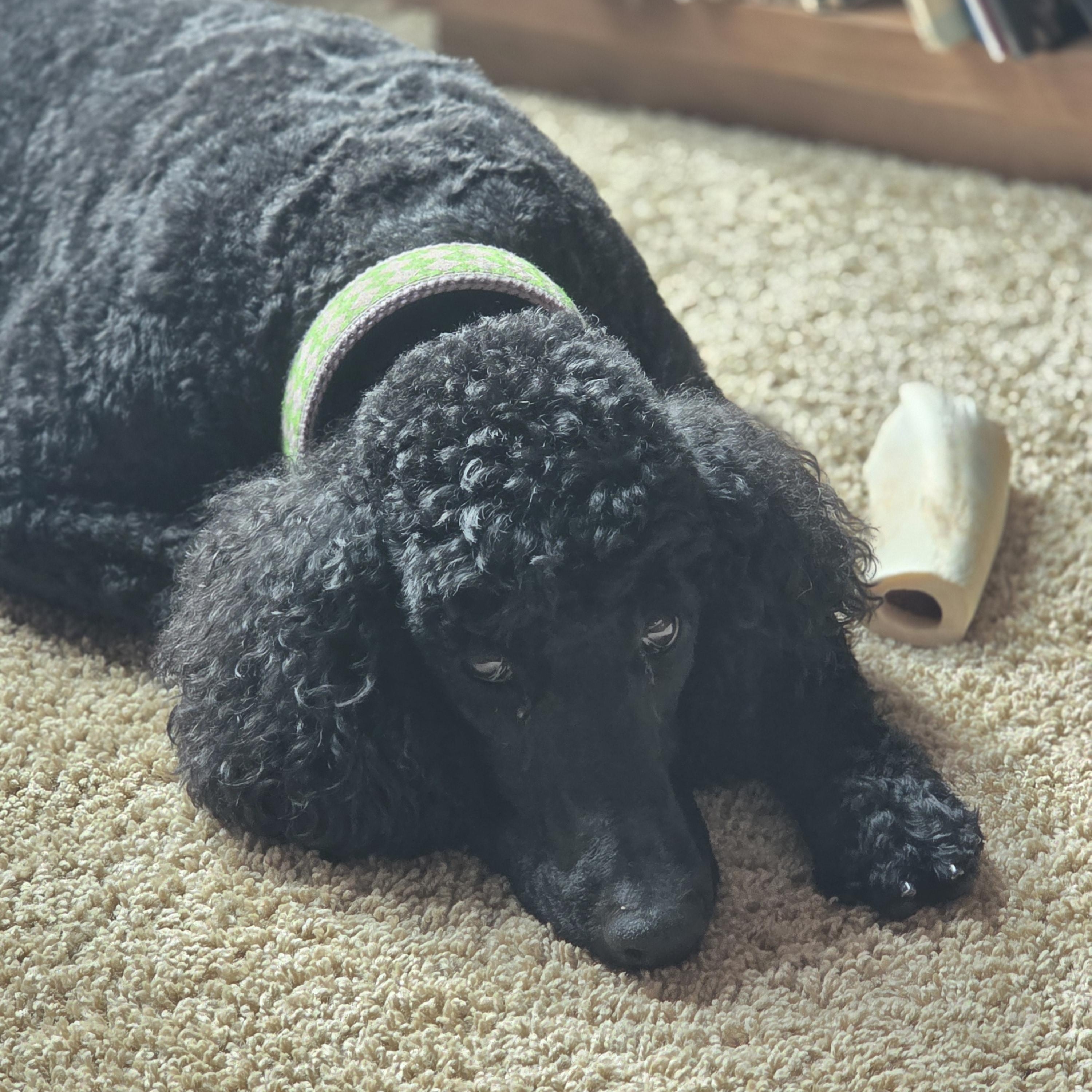 Enlarge Margaux, a Adoptable Standard Poodle in Greeneville, TN image 5/6