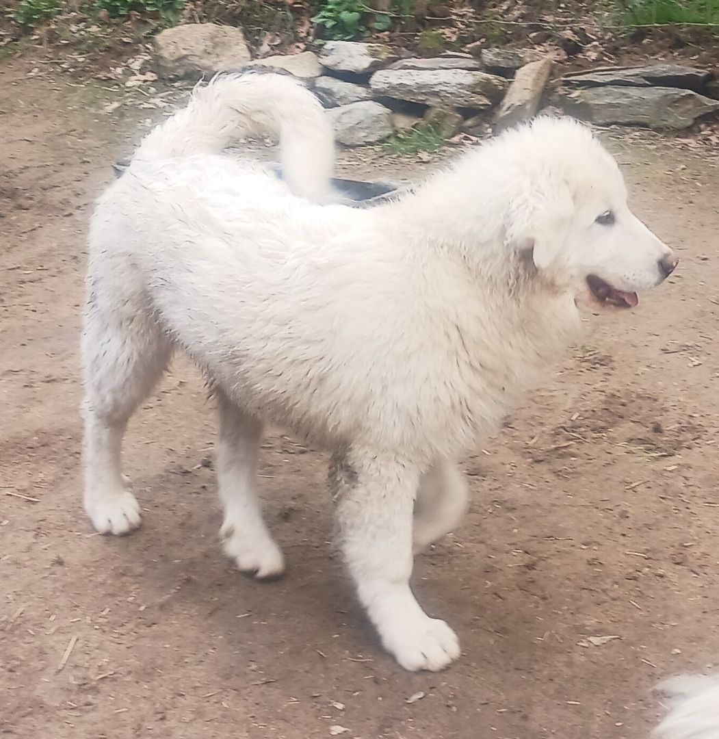 Esteve, a Adoptable Great Pyrenees in Mouth of Wilson, VA image 1/2