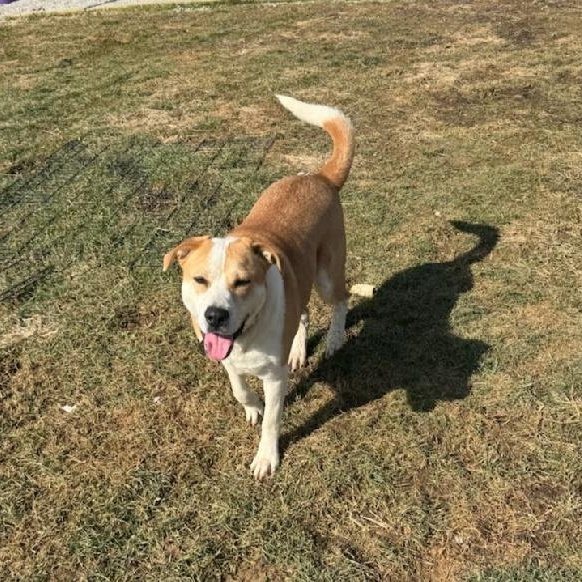 Enlarge SIERRA  **5 STAR DOG**, a Adoptable mixed breed in Fishers, IN image 1/2