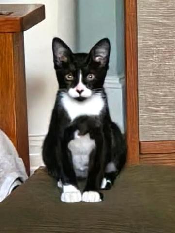 Enlarge Tuxster Valentino, a Adoptable Tuxedo in College Station, TX image 4/4