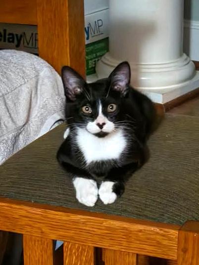 Enlarge Tuxster Valentino, a Adoptable Tuxedo in College Station, TX image 1/4