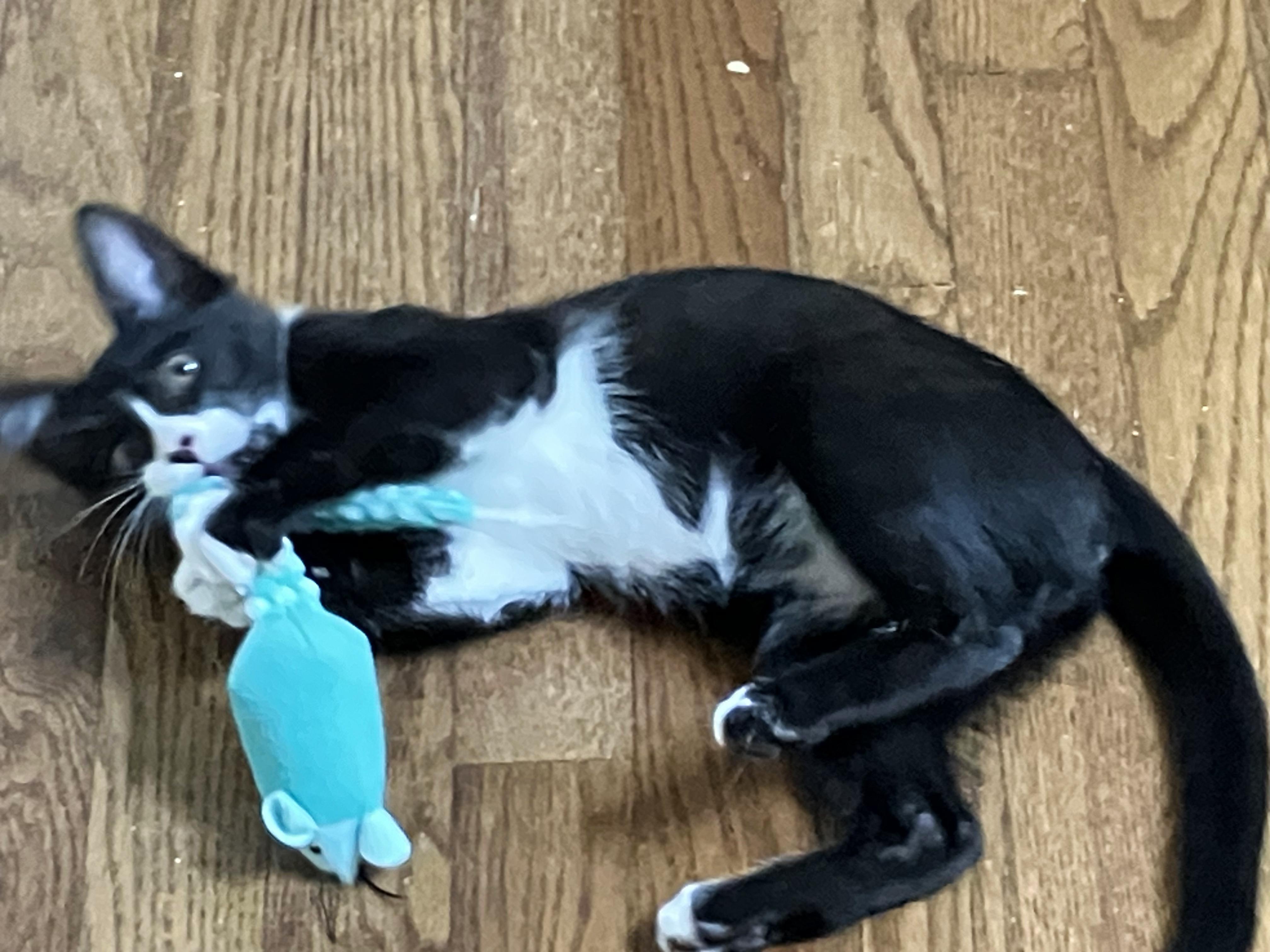 Enlarge Tuxster Valentino, a Adoptable Tuxedo in College Station, TX image 2/4