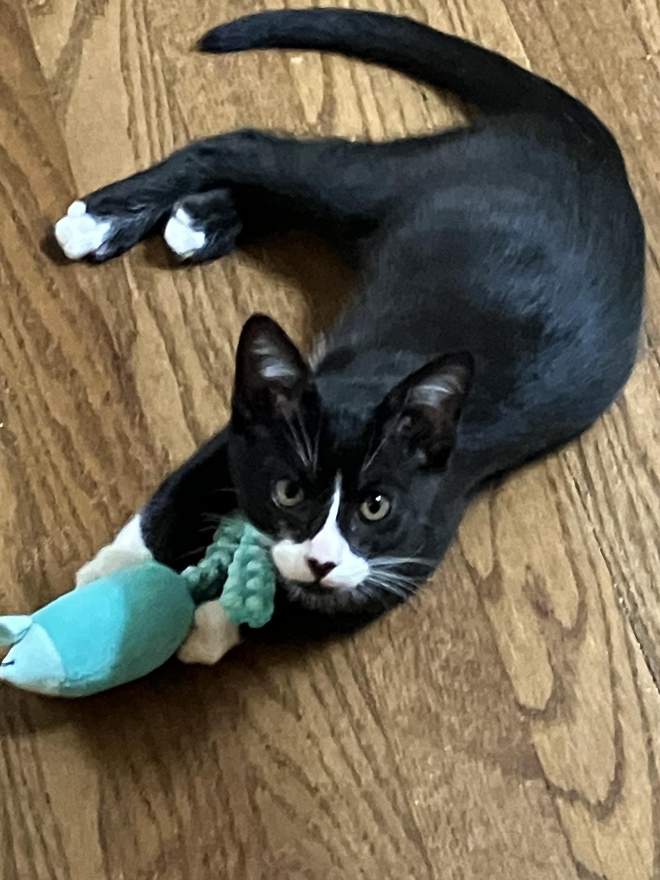 Enlarge Tuxster Valentino, a Adoptable Tuxedo in College Station, TX image 3/4