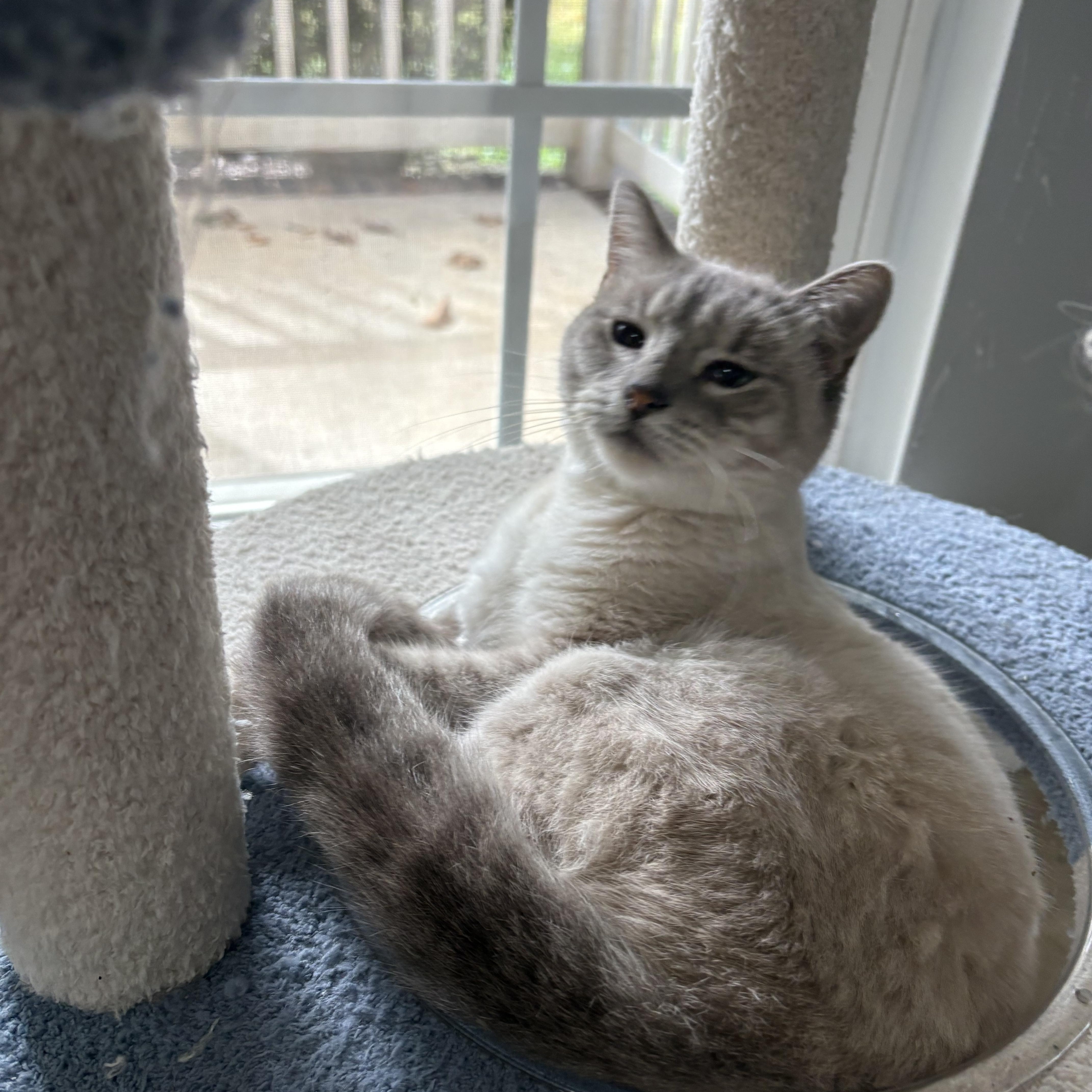 Enlarge Amelia, a Adoptable Siamese in Belmont, NC image 3/3