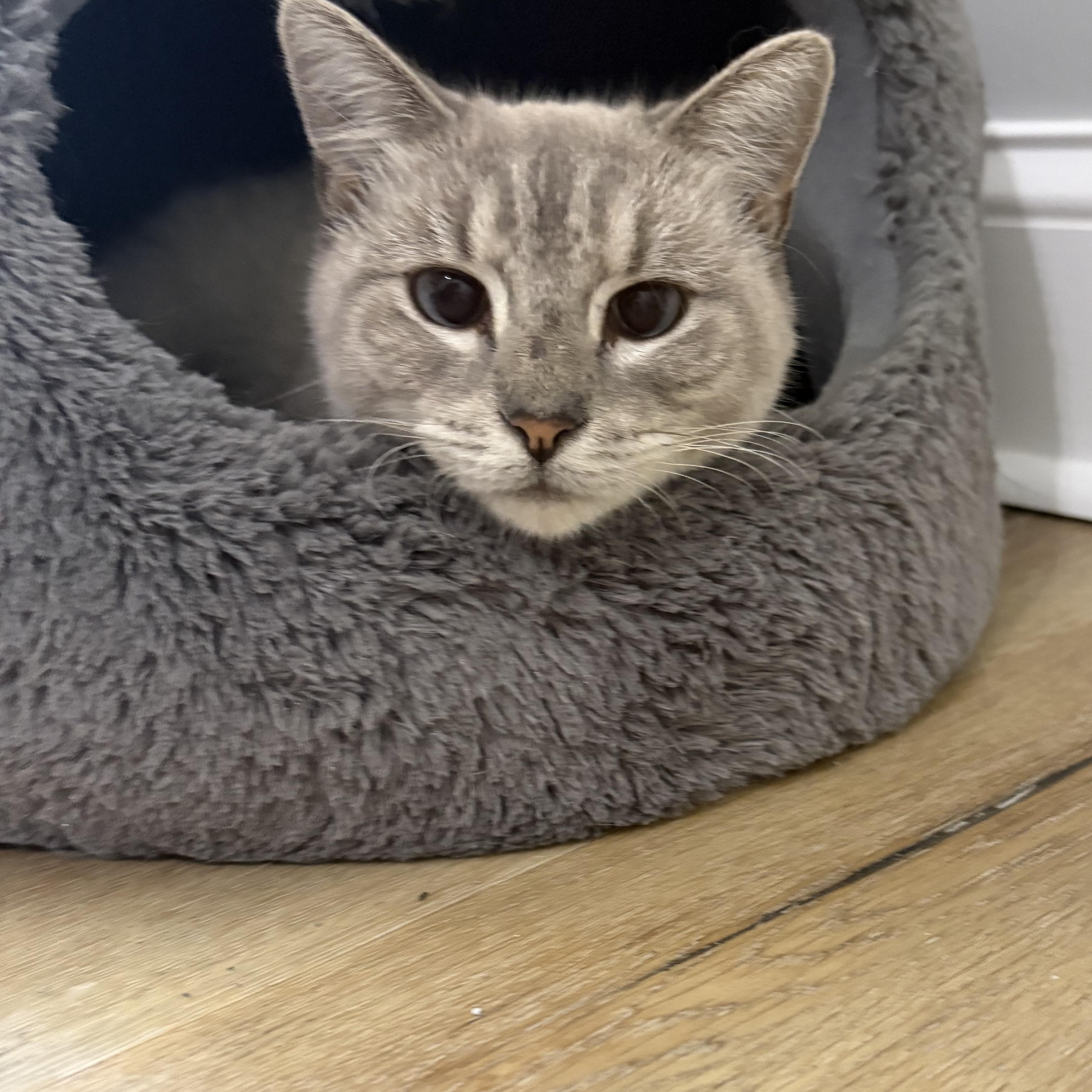 Enlarge Amelia, a Adoptable Siamese in Belmont, NC image 2/3