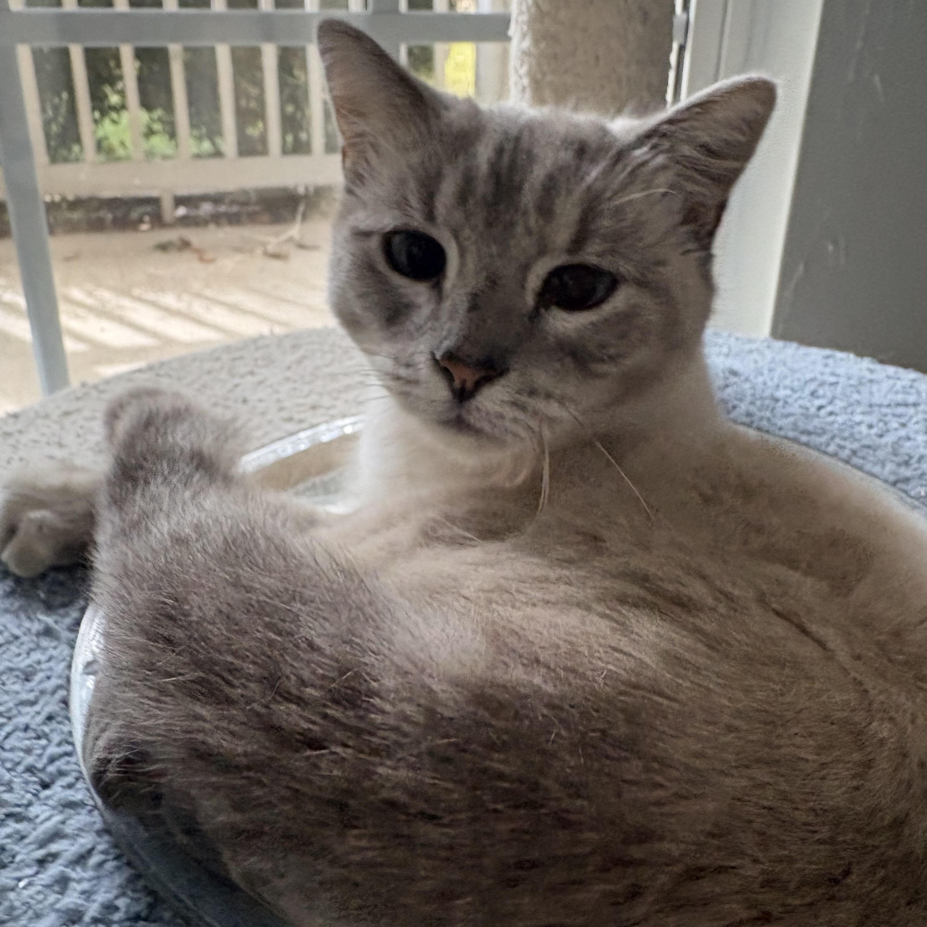 Enlarge Amelia, a Adoptable Siamese in Belmont, NC image 1/3