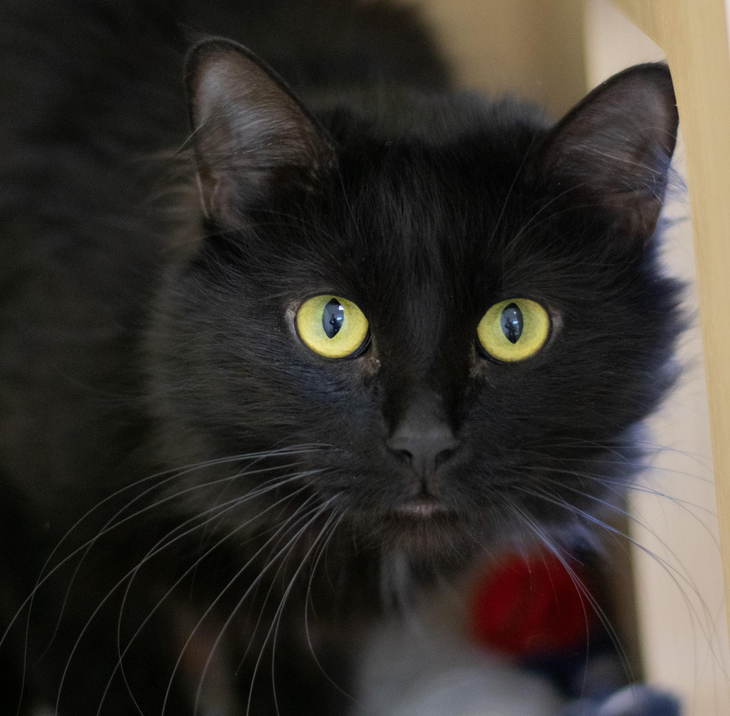 Lewie, Adoptable, Adult Female Domestic Long Hair.