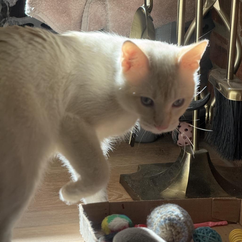Happy, Adoptable, Young Male Siamese.